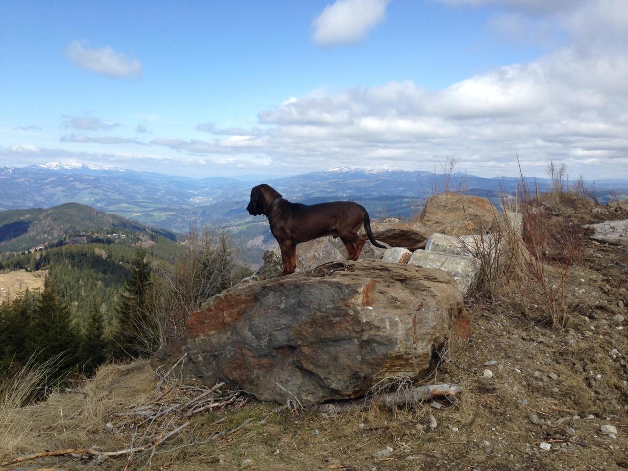 Feriendorf Koralpe Alpenrose Frantschach ภายนอก รูปภาพ